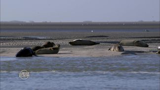 La Costa de Ópalo, desde los acantilados de Deux-Caps hasta las marismas de Saint-Omer