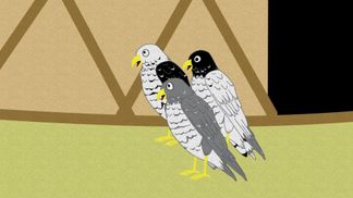 La vengeance de l'épervier
