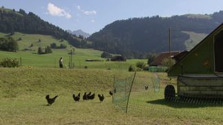 Trăsăturile naturii/Rădăcinile din Enhaut
