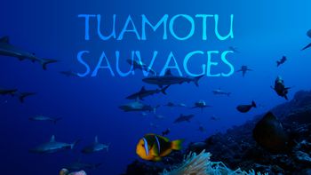Tuamotu sauvages