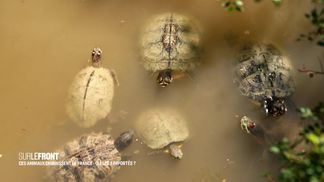 France's invasive animals: who imported them?