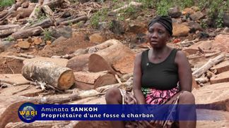 Sierra Leone : lutte contre la déforestation