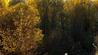 Pollen: soon everyone allergic?