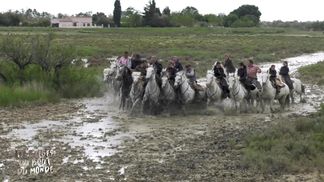 Camargue