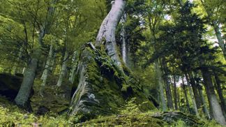A forest never used by man in Italy