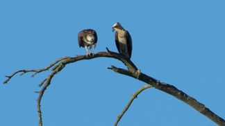The emblematic bird of prey of the Orléans forest