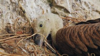 Protecting griffon vultures in the Pyrenees