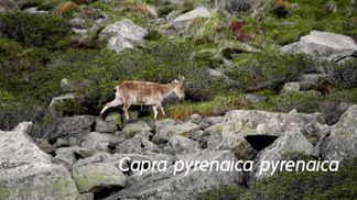 The reintroduction of the ibex in the Pyrenees