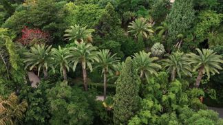 Tropical plants in the Val Rahmeh-Menton botanical garden