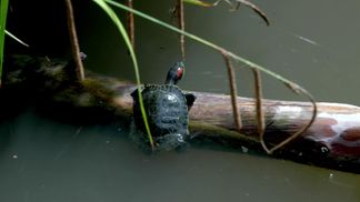 The Tortupole