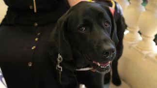 Guide dogs for the blind