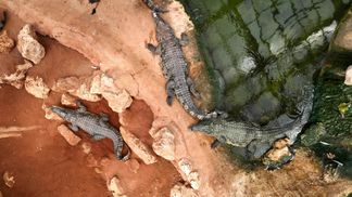 Crocodile farm