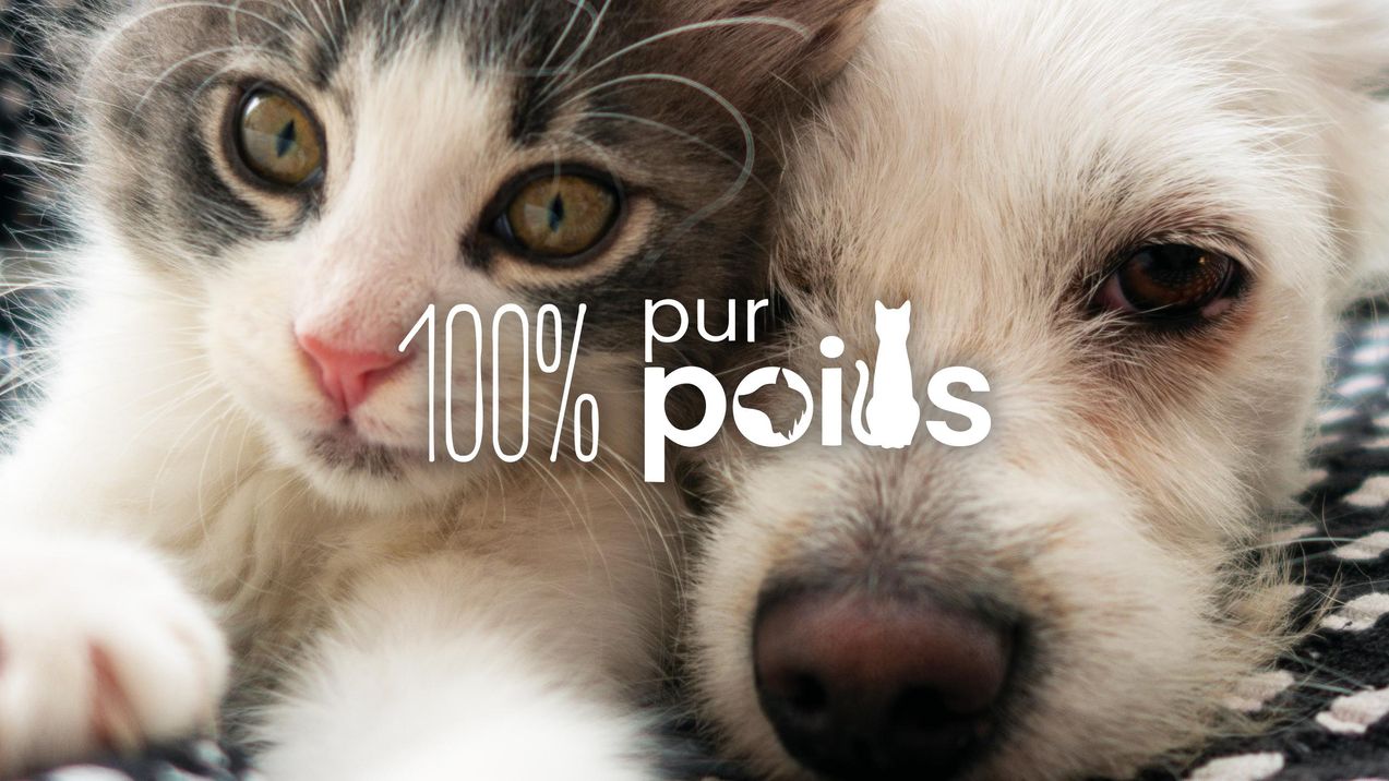 100 % pur poils