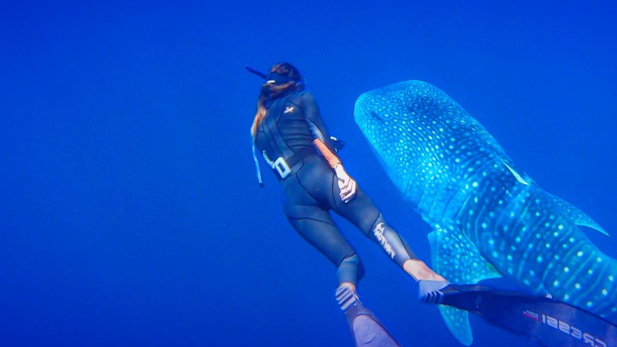 Collection reportages - Les étoiles de l'océan